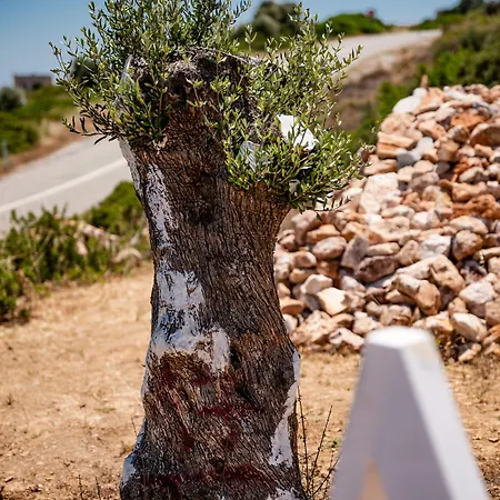 Aika Akvaryum بوزجادا