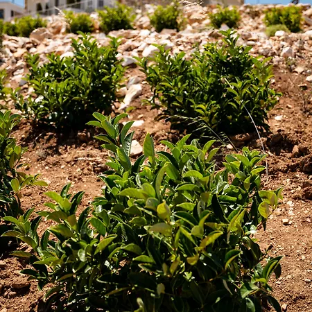 Aika Akvaryum * بوزجادا