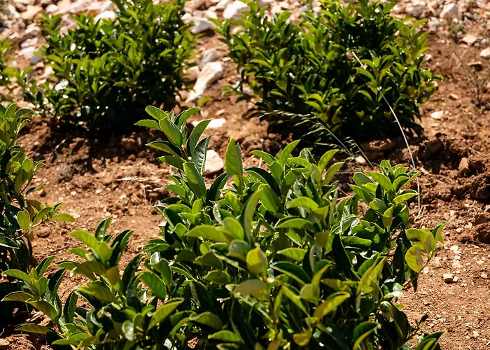 Aika Akvaryum * Bozcaada